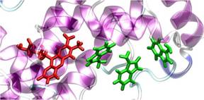 Amber Molecular Dynamics