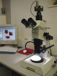 Research Stereo Microscope