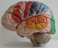 Brain model - © R. Blumhofer